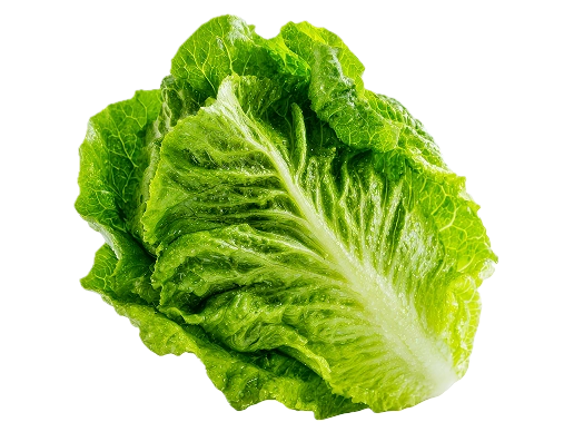 Crispy garden lettuce leaf